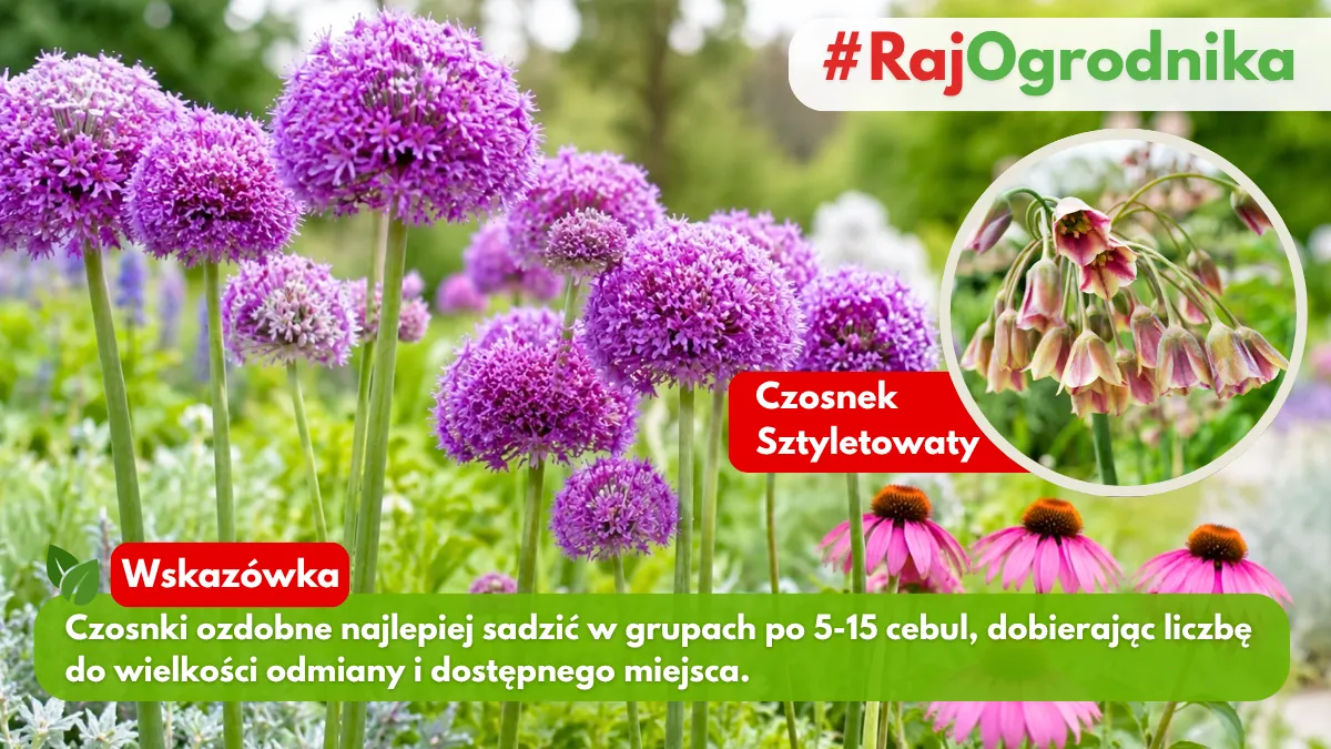 Jak sadzić czosnki ozdobne w ogrodzie blog sklep rajogrodnika